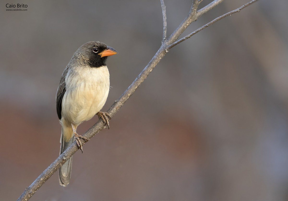 Black-throated Saltator - Caio Brito