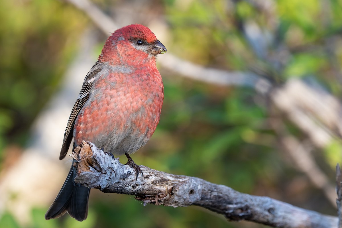 Pine Grosbeak - Blair Dudeck