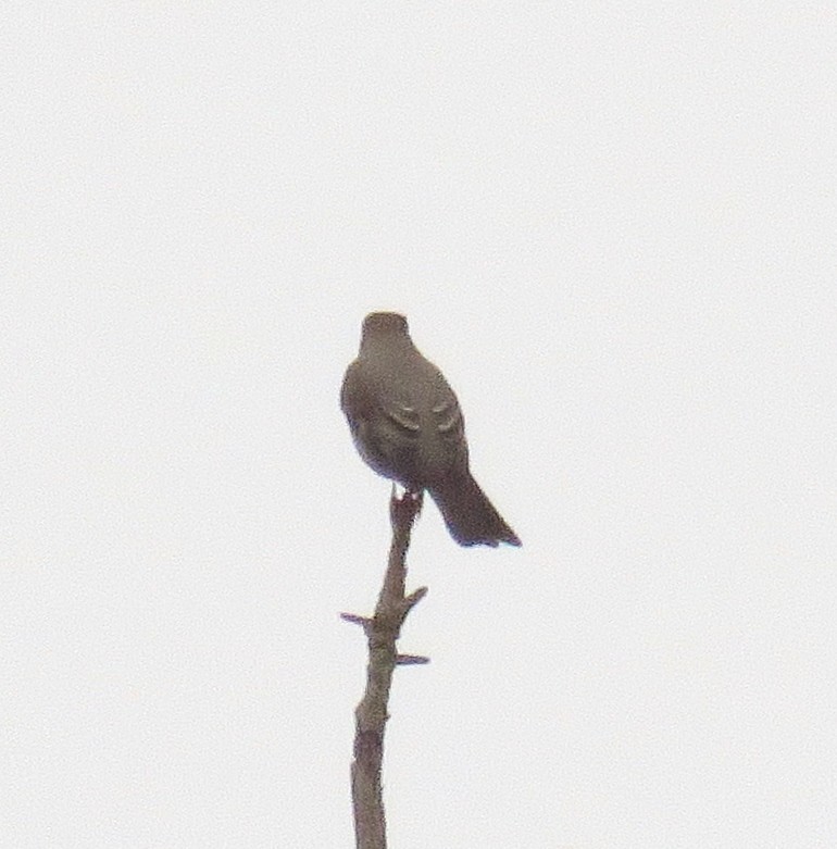 Townsend's Solitaire - ML35588311