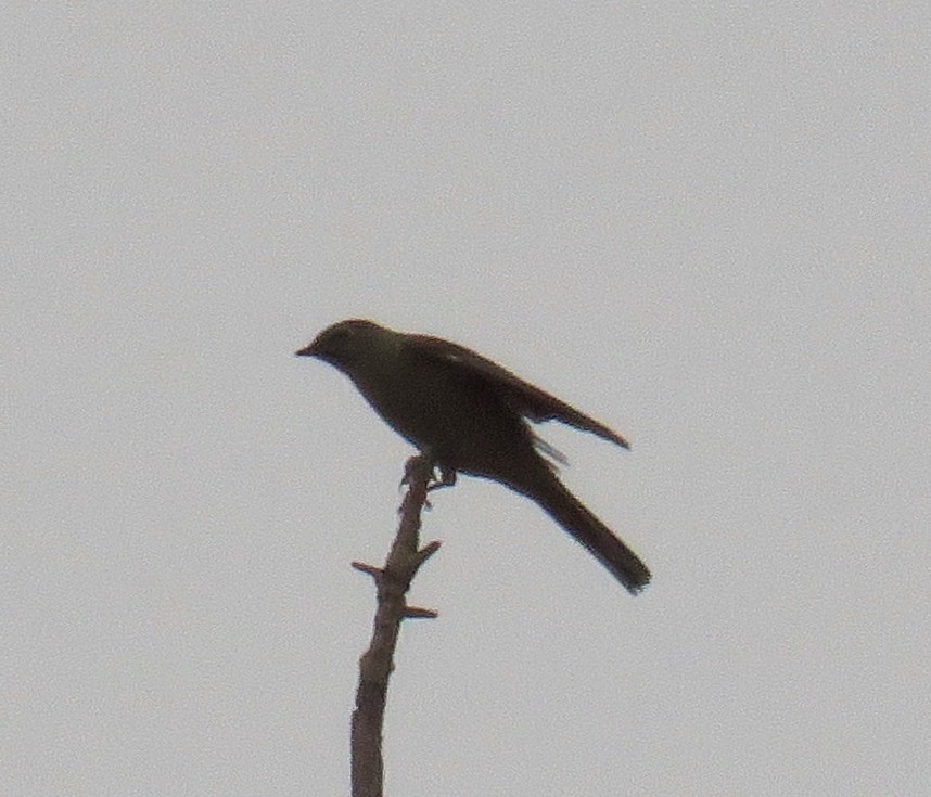 Townsend's Solitaire - ML35588321