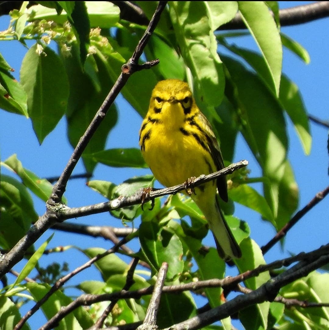 Prairie Warbler - Ben Douglas