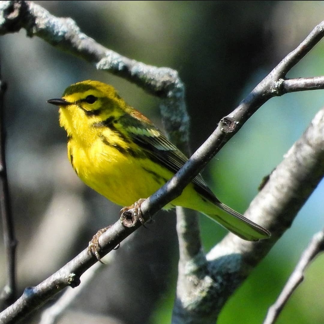 Prairie Warbler - ML355883301