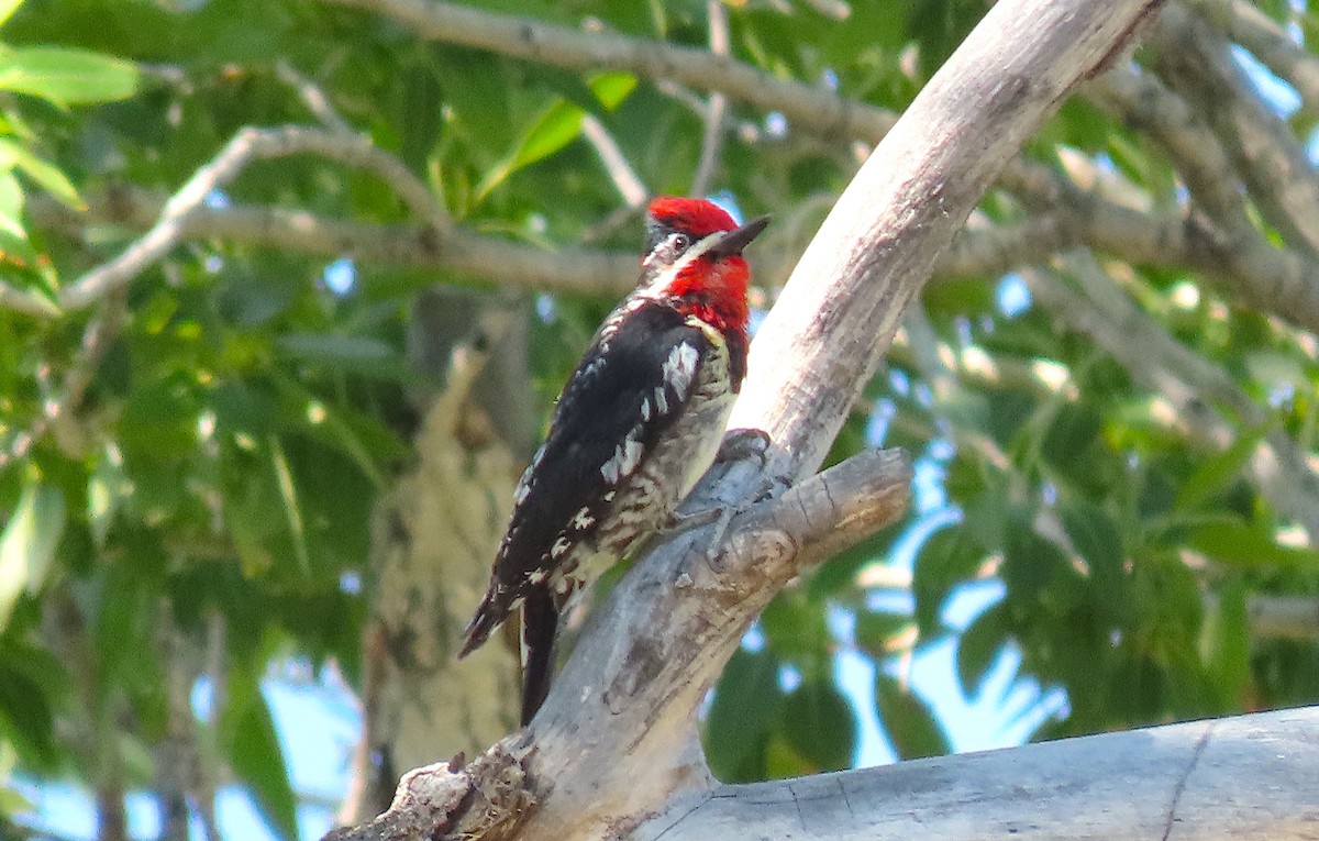 Red-naped Sapsucker - Ted Floyd