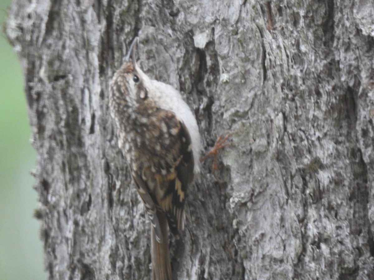 Brown Creeper - Brian Hutchinson