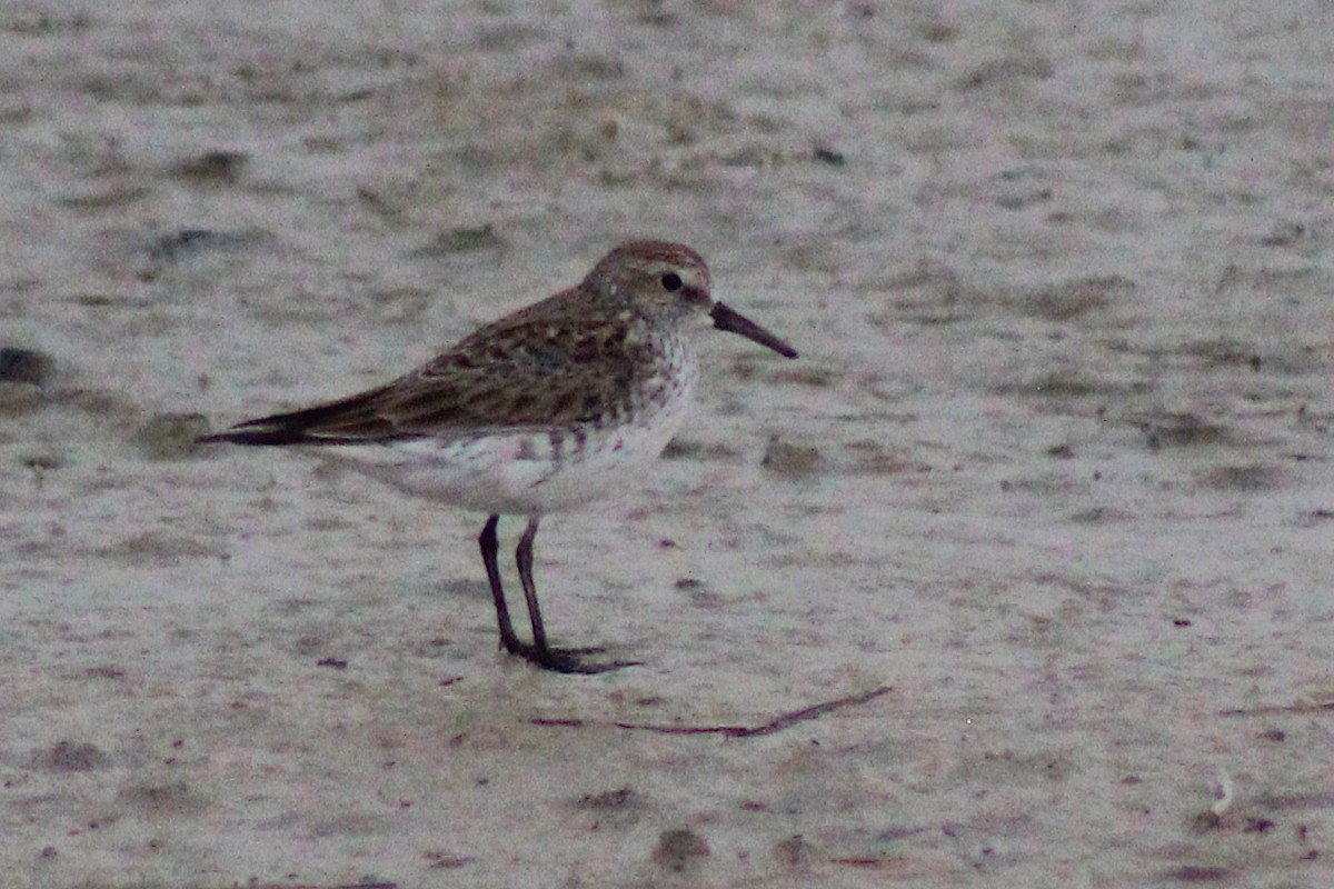 Western Sandpiper - Sean Cowden