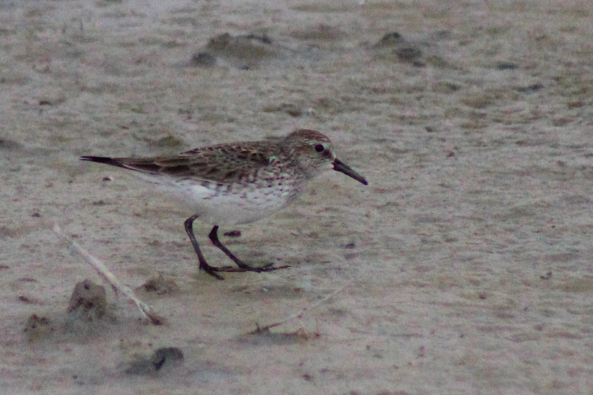 Western Sandpiper - Sean Cowden