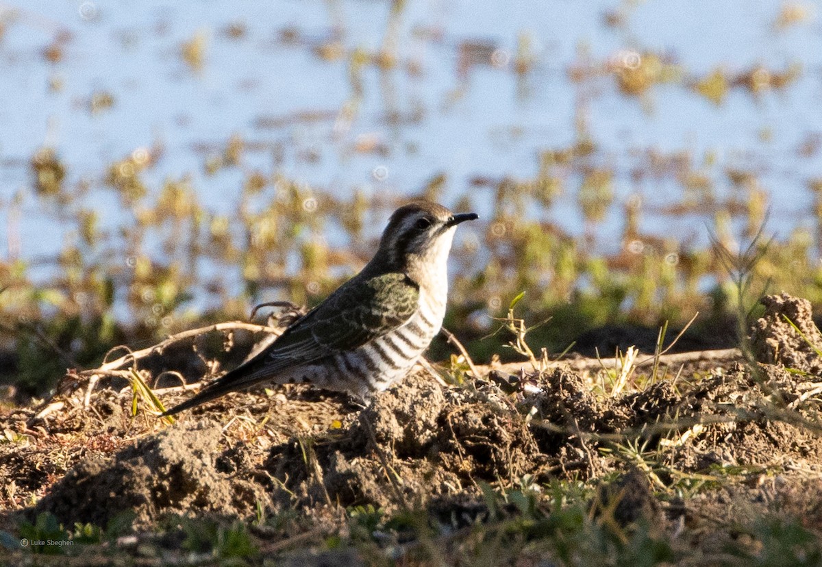 Horsfield's Bronze-Cuckoo - ML355886421