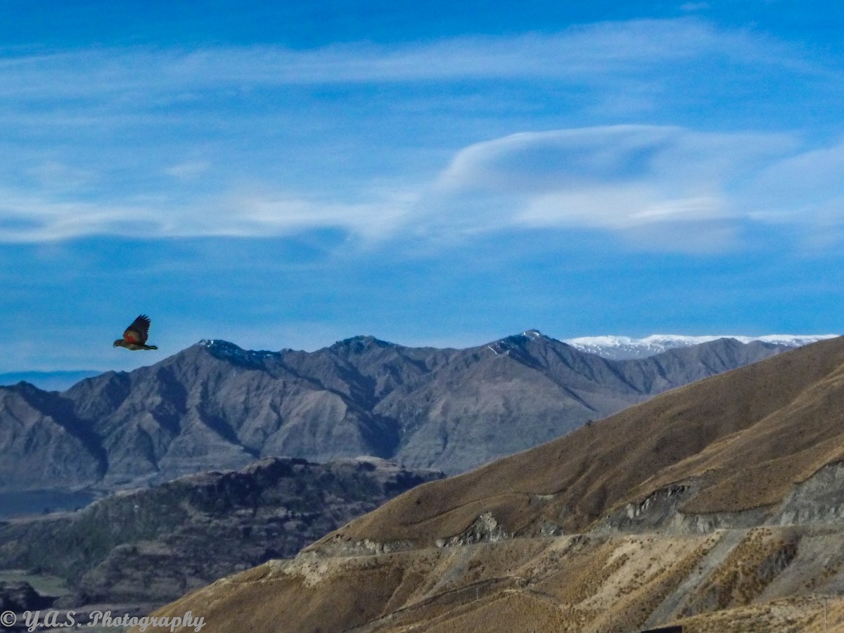 Kea - ML355886581