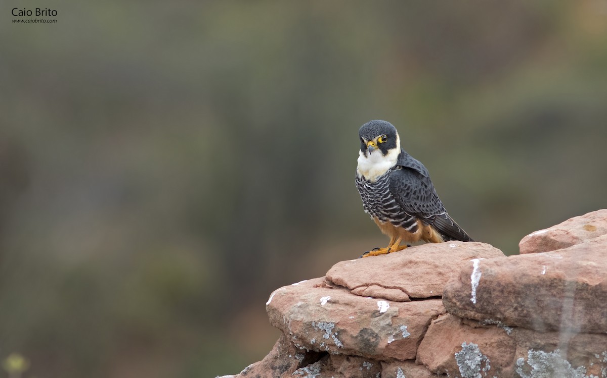 Bat Falcon - Caio Brito | Brazil Birding Experts