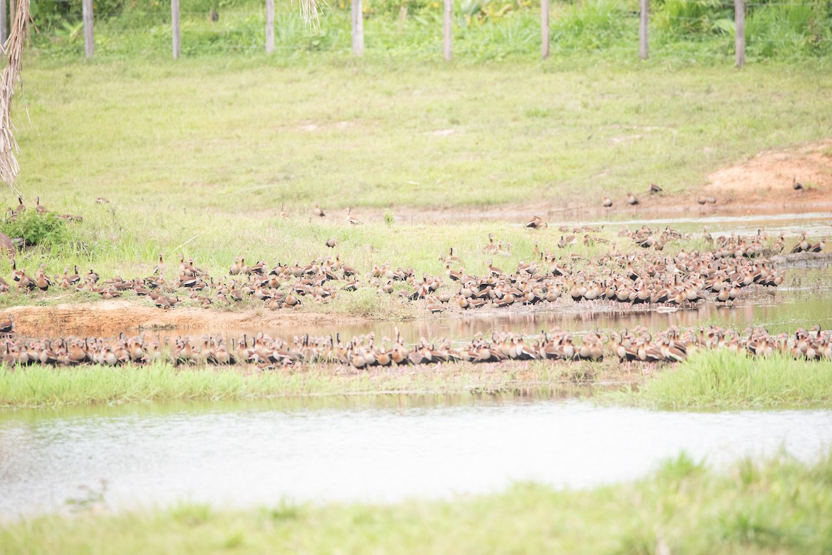 Black-bellied Whistling-Duck - ML355887141