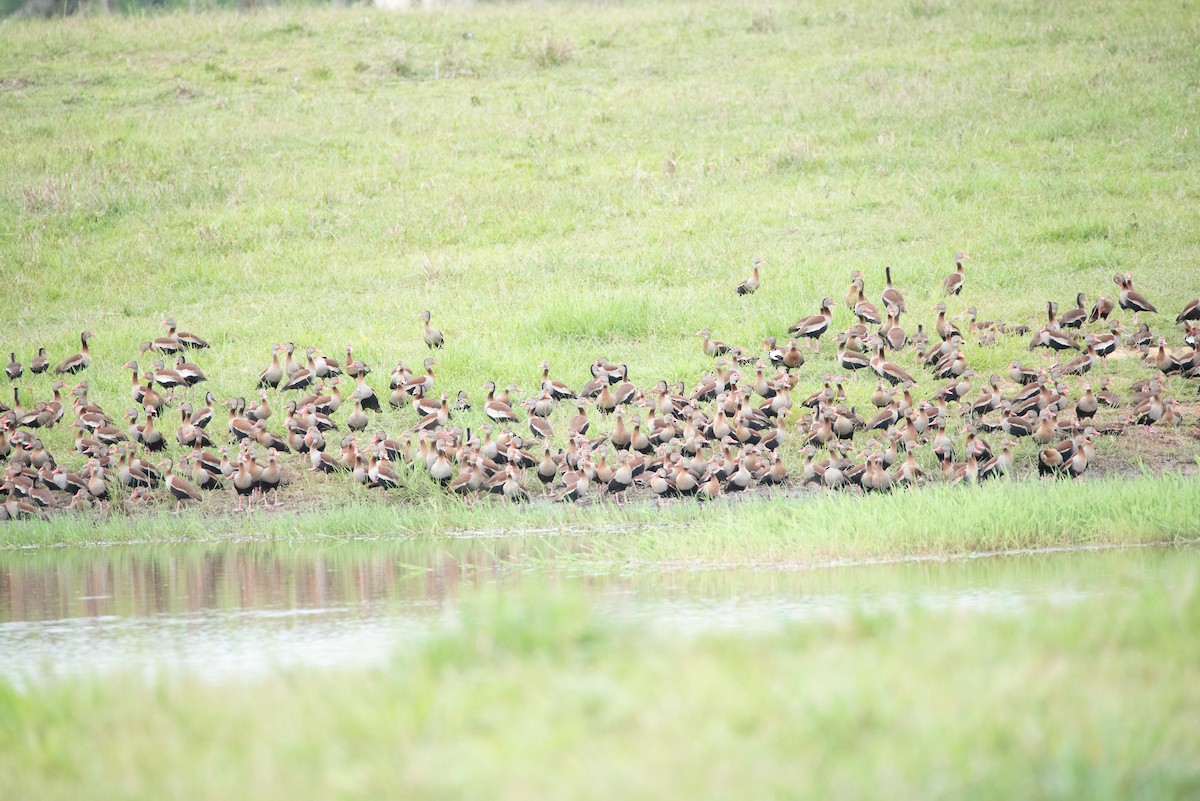 Black-bellied Whistling-Duck - ML355887151