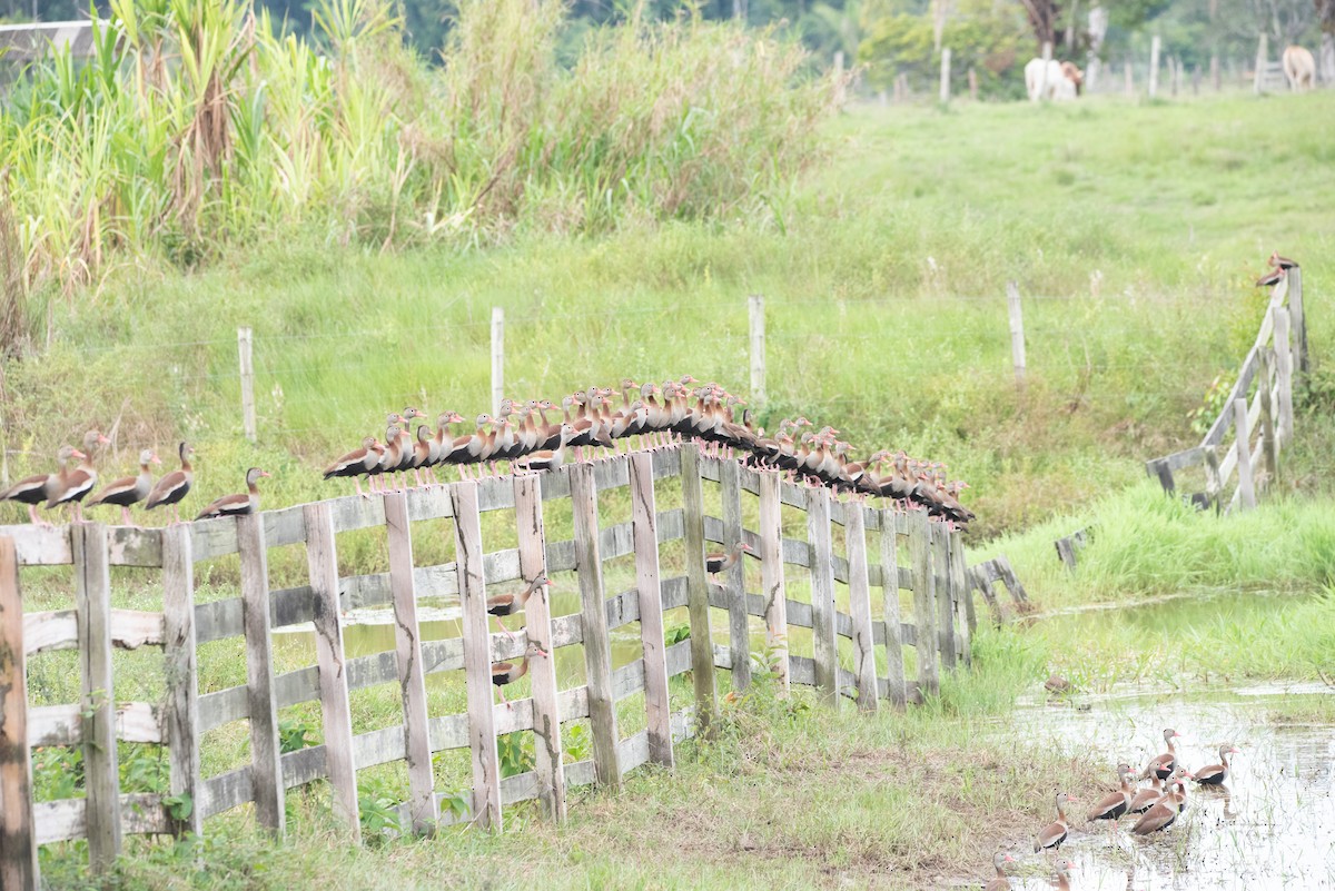 Black-bellied Whistling-Duck - ML355887171