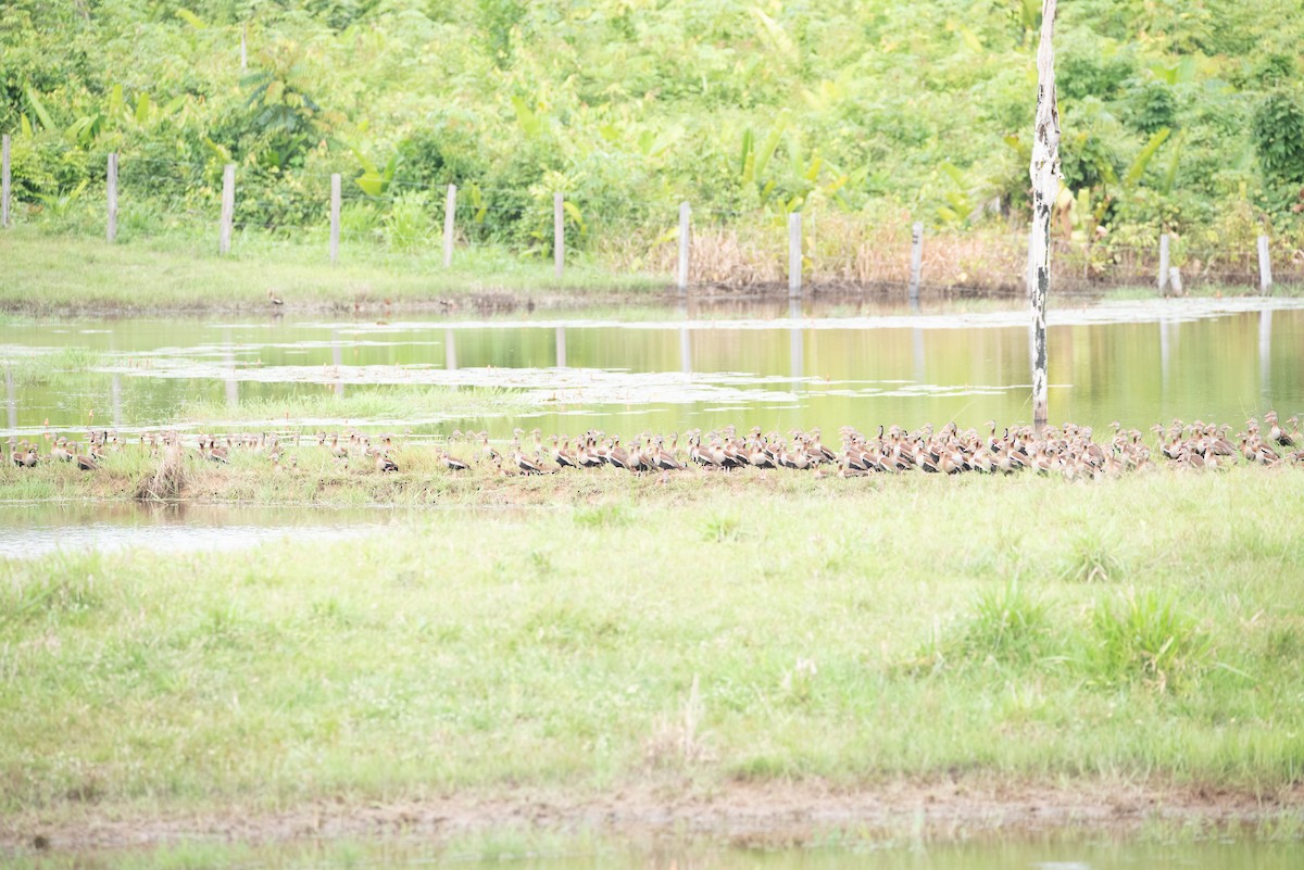 Black-bellied Whistling-Duck - ML355887181