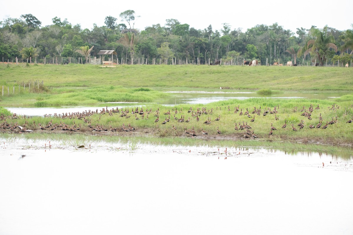 Black-bellied Whistling-Duck - ML355887221