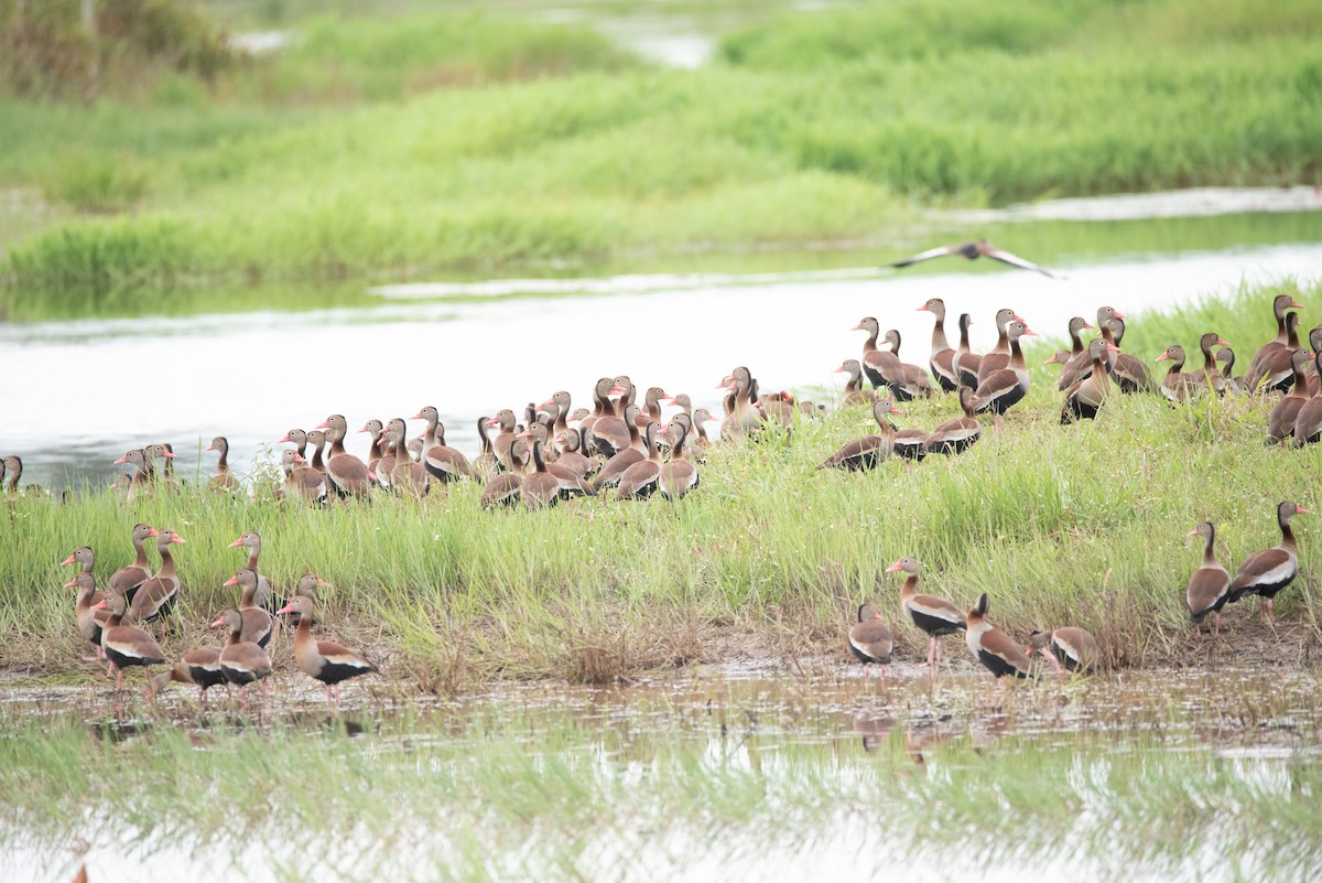 Black-bellied Whistling-Duck - ML355887231