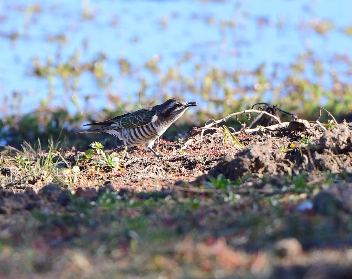 Horsfield's Bronze-Cuckoo - ML355887681