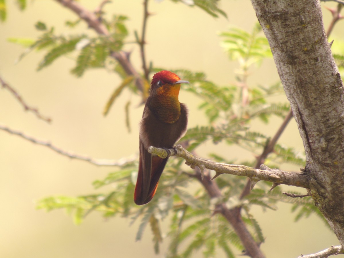 kolibřík červenohlavý - ML355888781