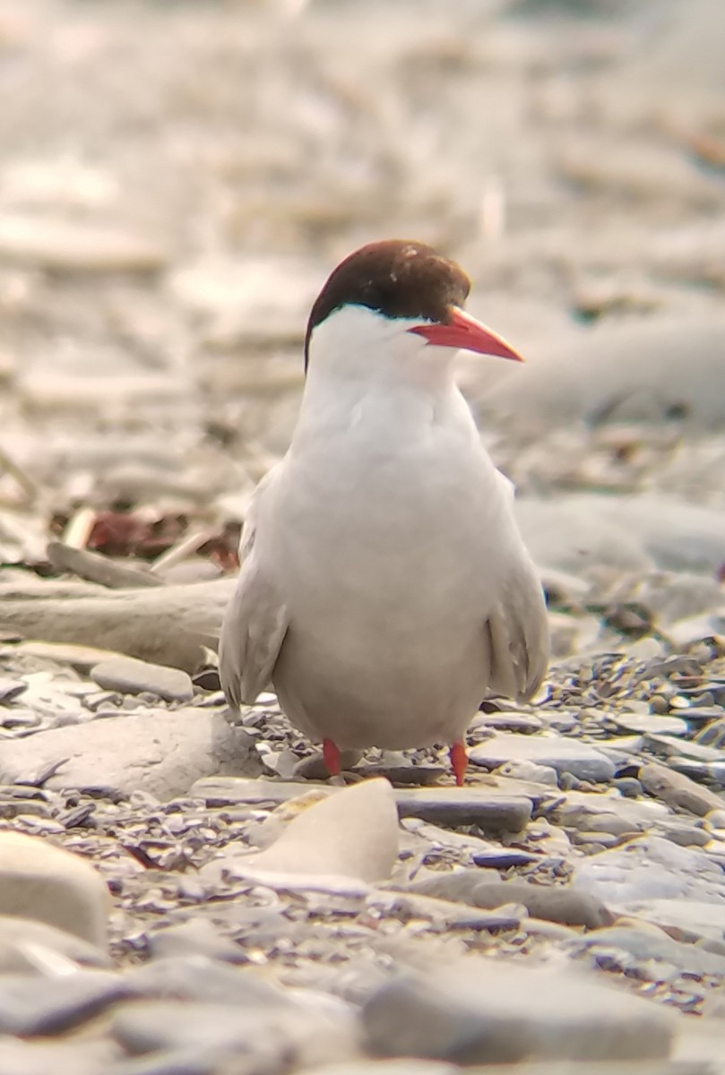 Arctic Tern - ML355889761