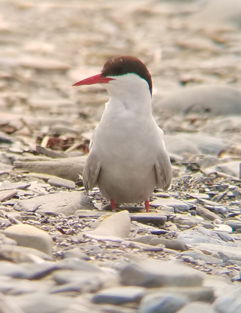 Arctic Tern - ML355889791