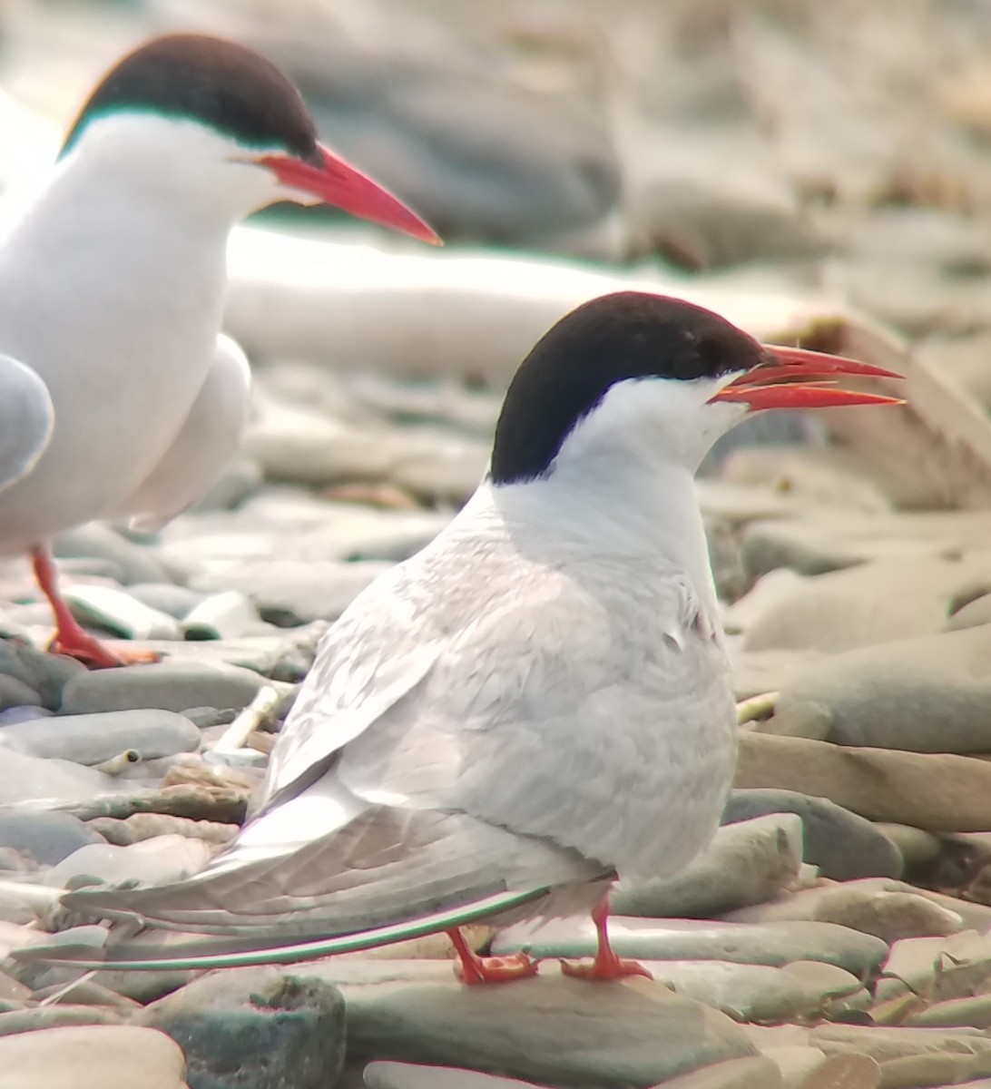 Arctic Tern - ML355889841