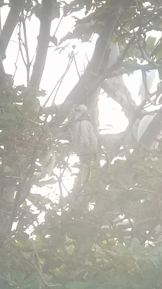 Black-crowned Night Heron - ML355889921