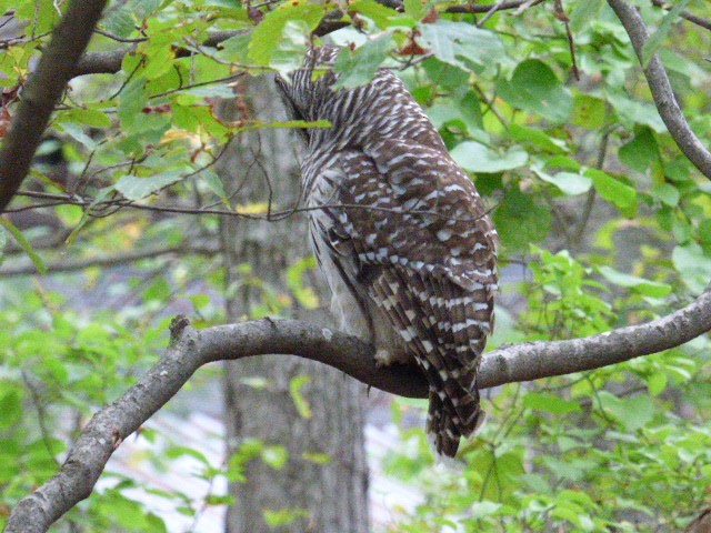 Barred Owl - ML35589001