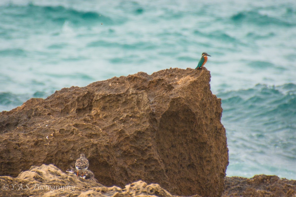 Common Kingfisher - ML355890061