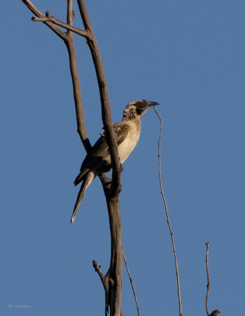 Silver-crowned Friarbird - ML355890091