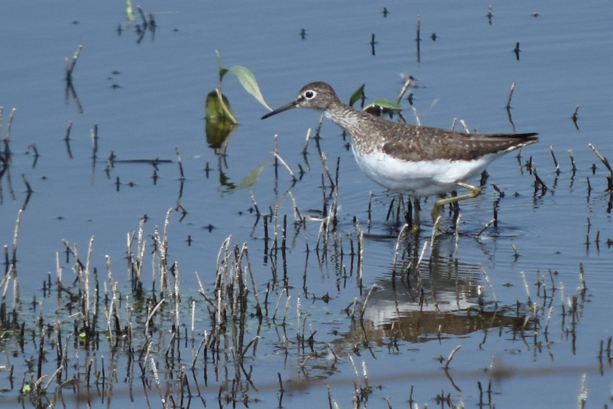 Solitary Sandpiper - ML355890741