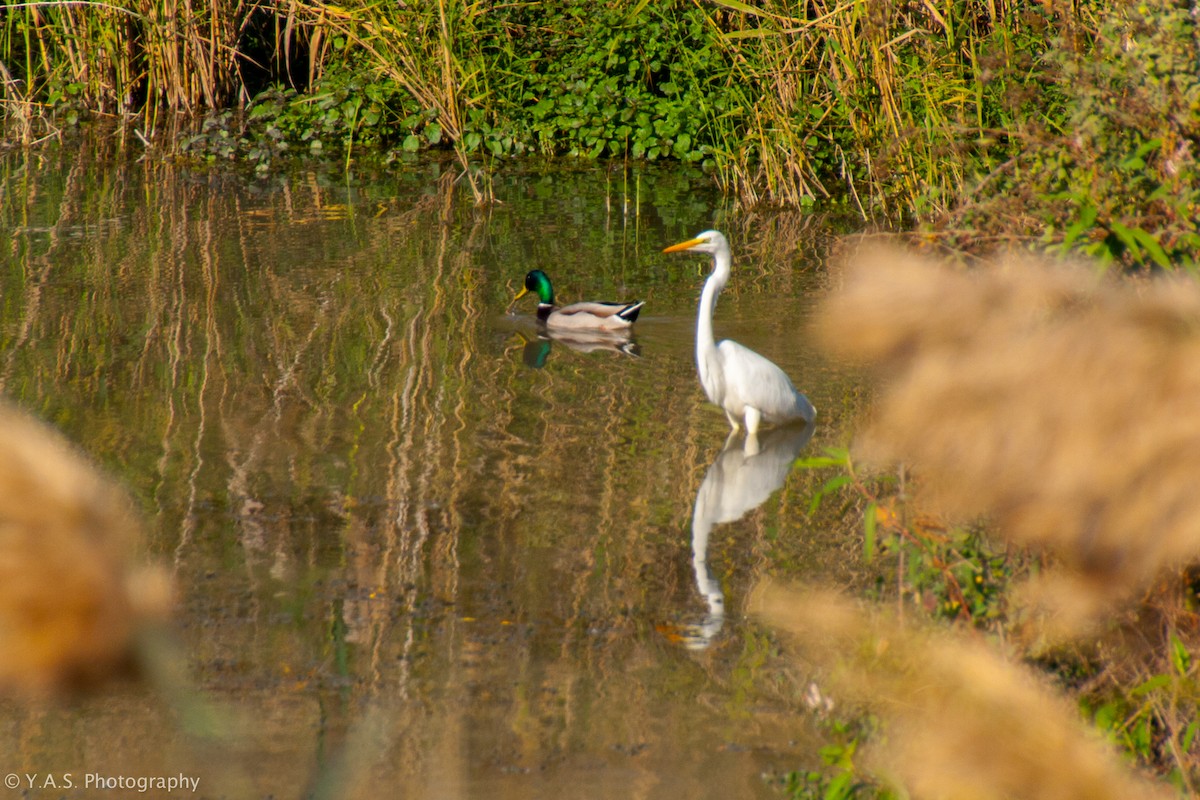 Great Egret - ML355891071