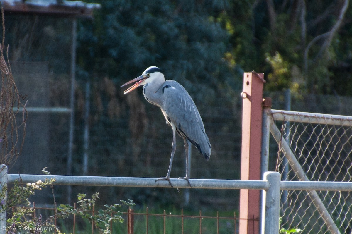 Gray Heron - ML355891131