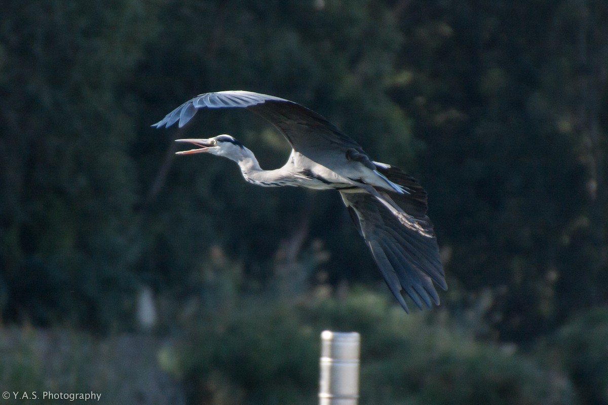 Gray Heron - ML355891151