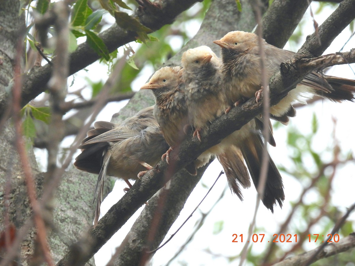 Yellow-billed Babbler - ML355891501