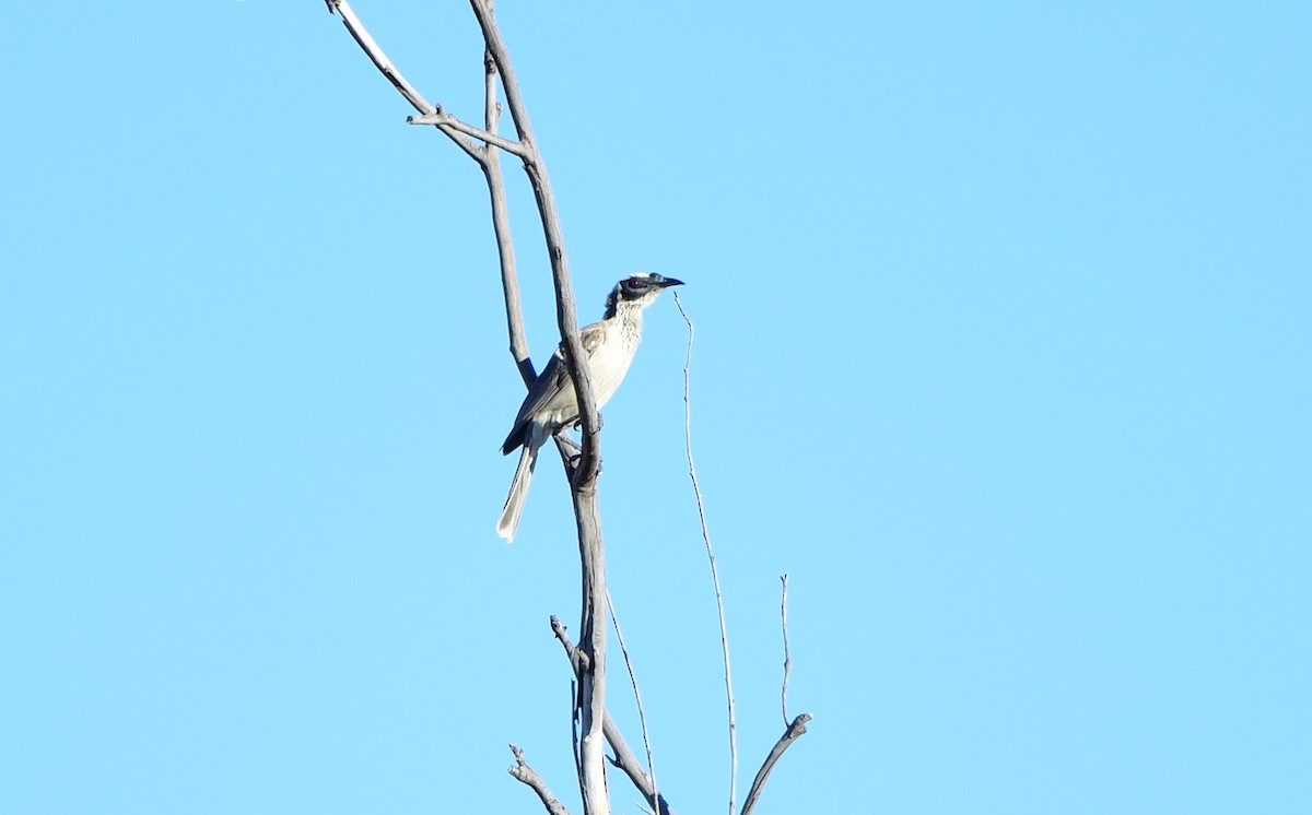 Silver-crowned Friarbird - ML355891541