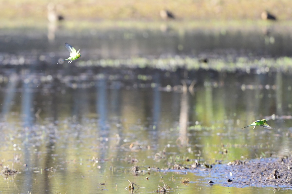 Budgerigar - ML355891561