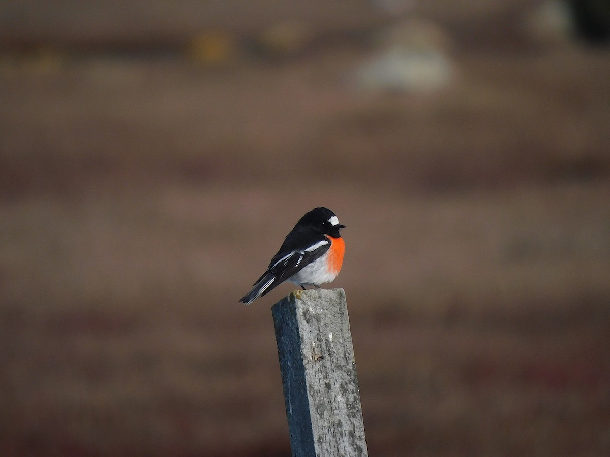 Scarlet Robin - George Vaughan