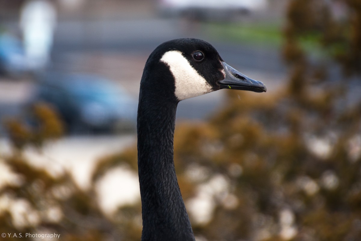 ברנטה קנדית - ML355892271