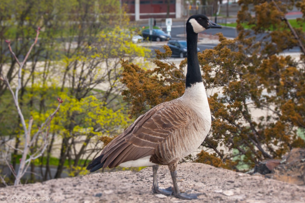 kanadagås - ML355892281