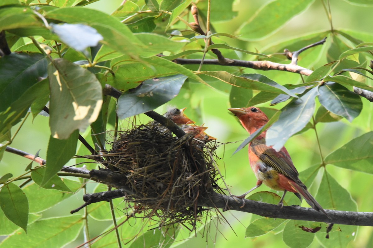 Summer Tanager - Mary-Ann Ingrao