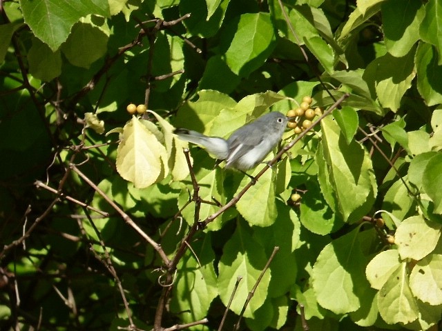 Blue-gray Gnatcatcher - ML35589331