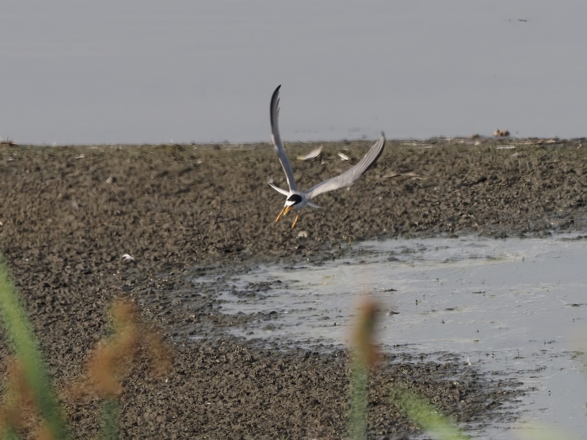 Least Tern - ML355893901