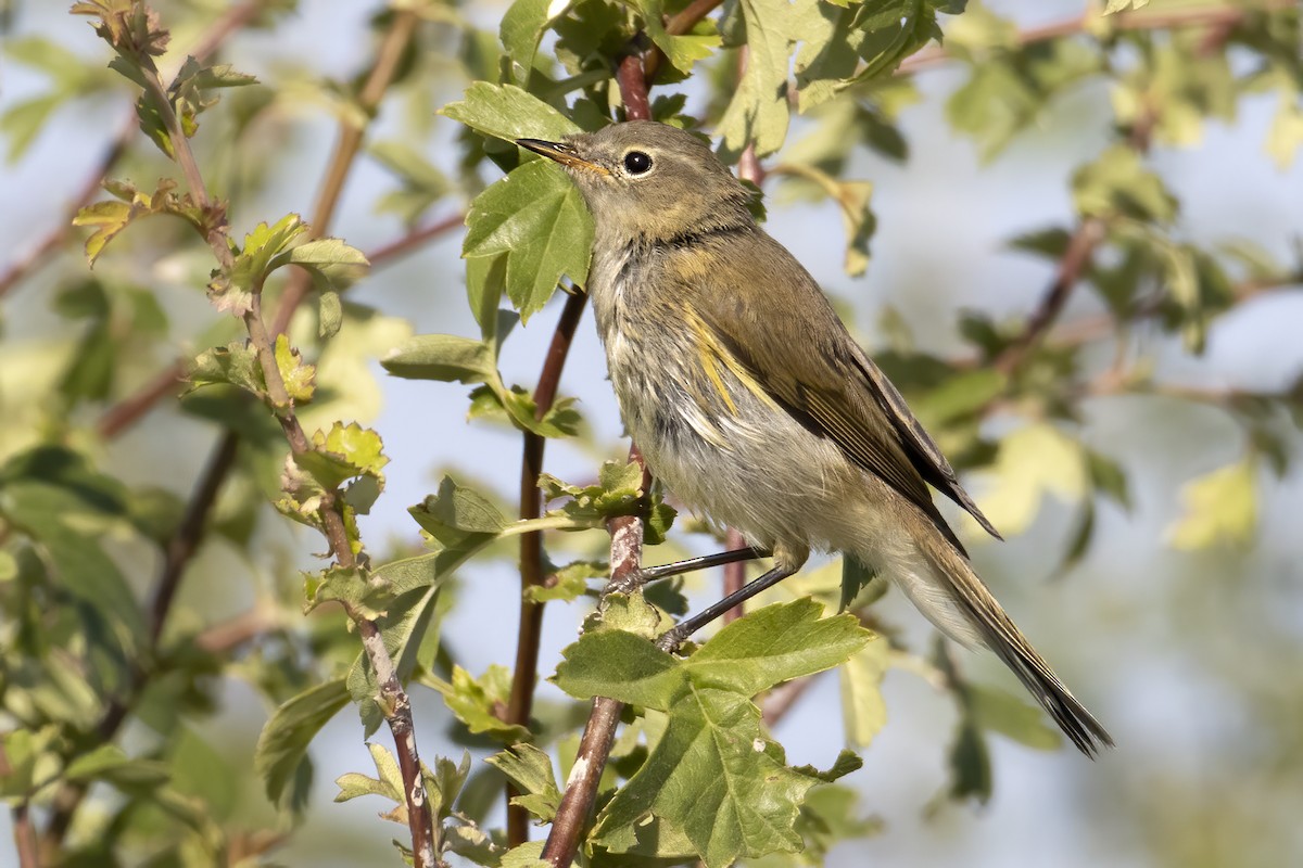 Common Chiffchaff - Bob  Wood