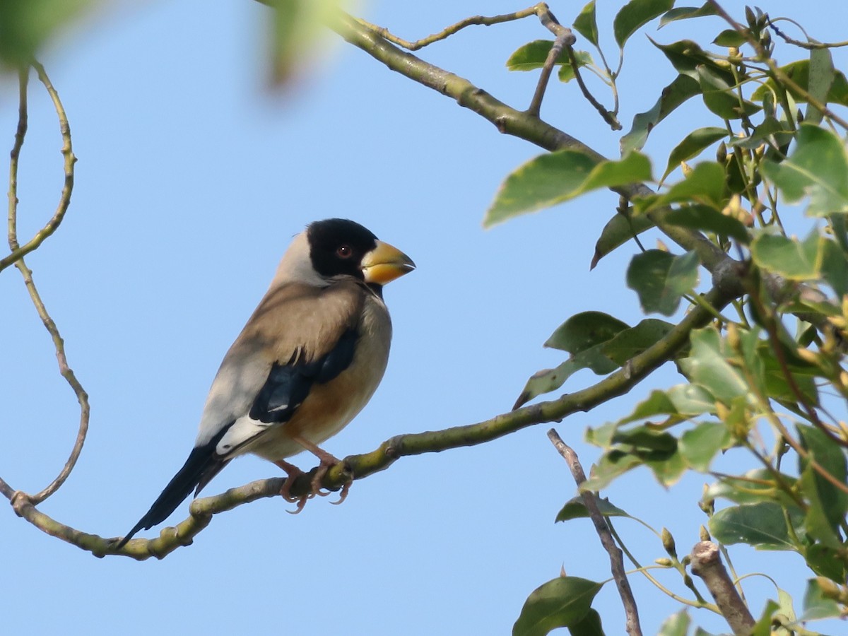 コイカル - ML355896411