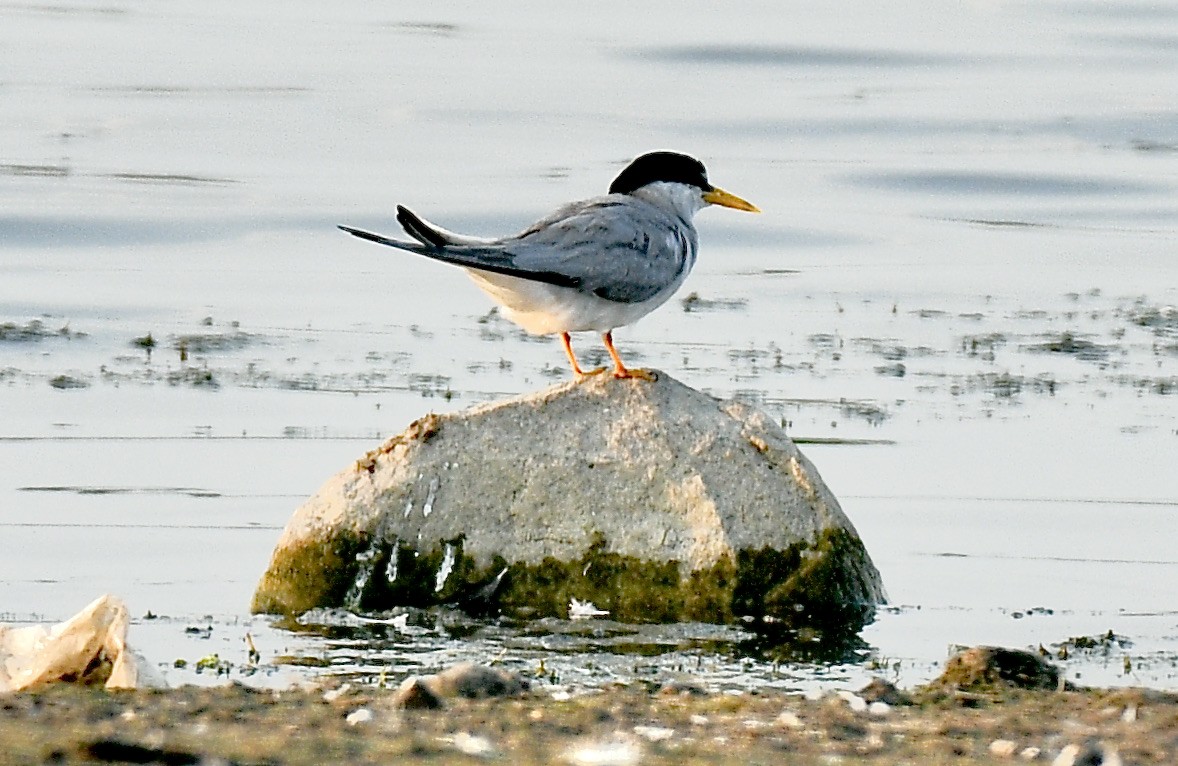 Least Tern - ML355896921