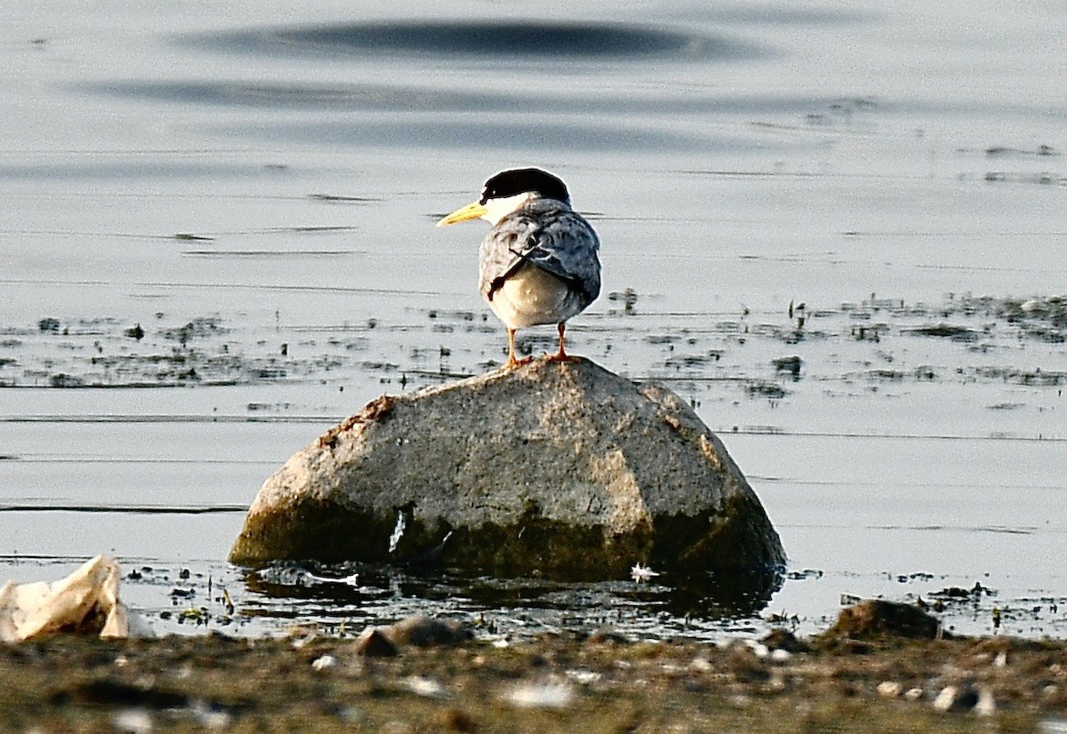 Least Tern - ML355896941