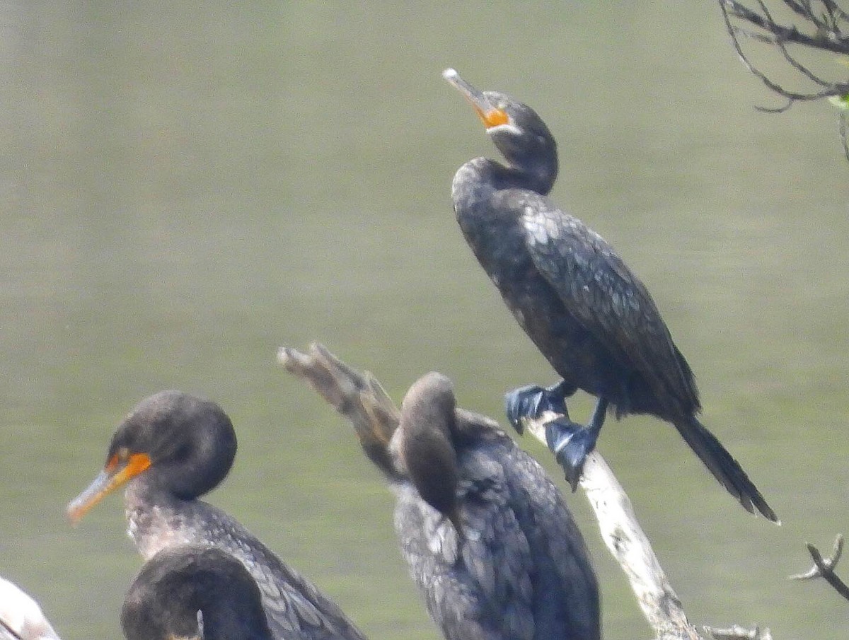 Neotropic Cormorant - ML355897911