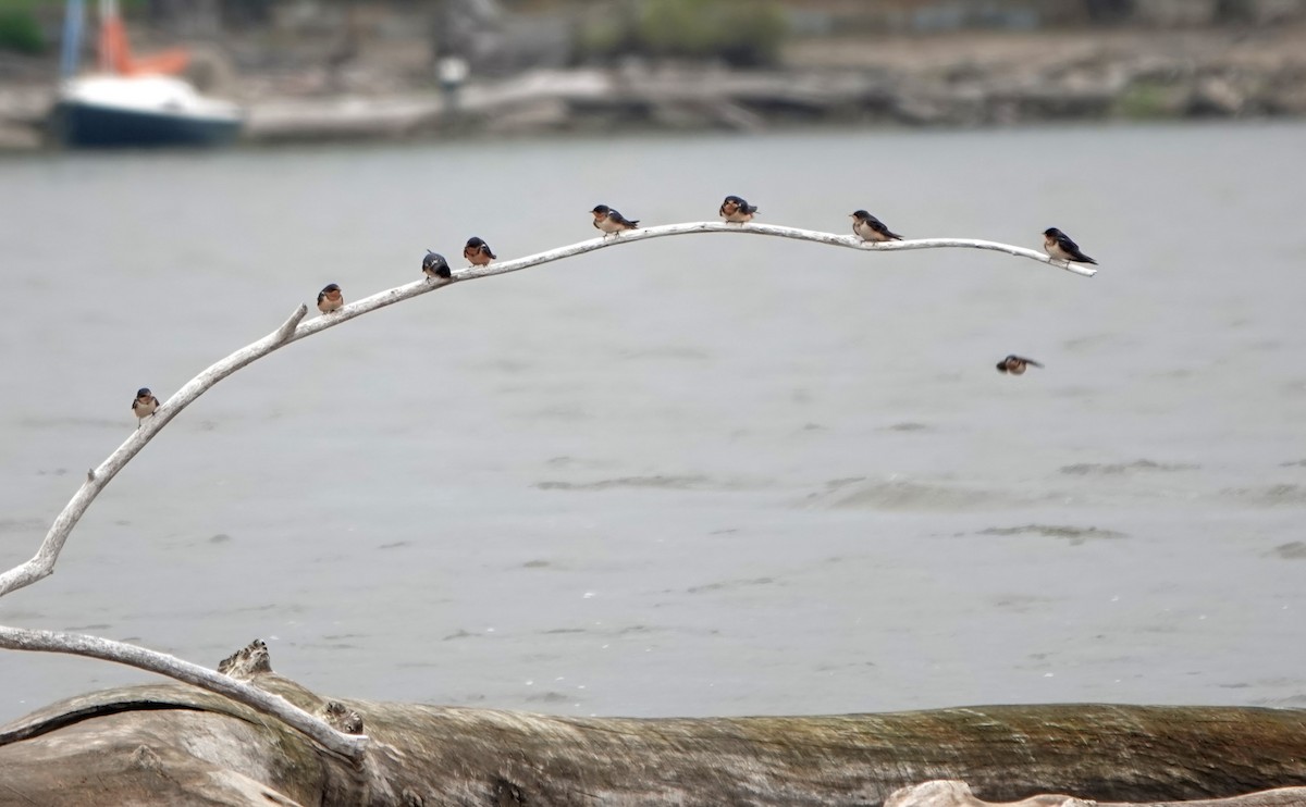 Barn Swallow - ML355899251