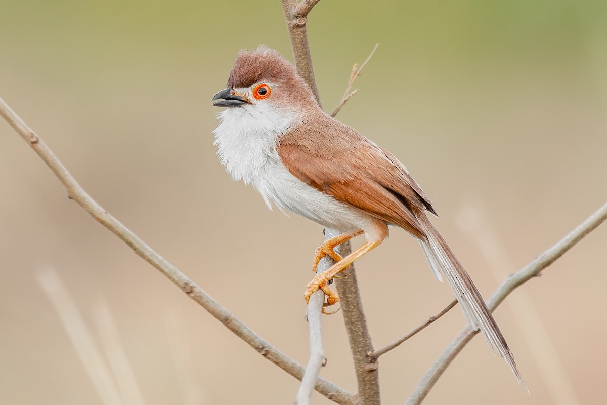 Yellow-eyed Babbler - ML355899711