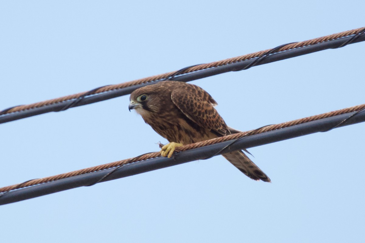 Eurasian Kestrel (Canary Is.) - ML355900661