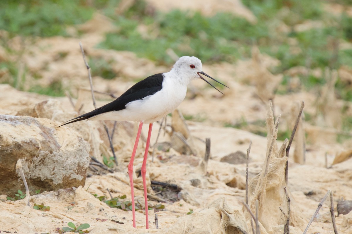 Black-winged Stilt - ML355900751